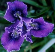 Pacific Coast Iris hybrid from Joy Flint's garden in Victoria, BC. [Photo: Joy Flint]