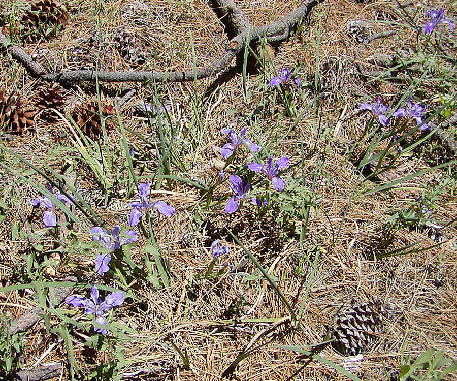 Iris hartwegii australis at Barton Flat, 2006