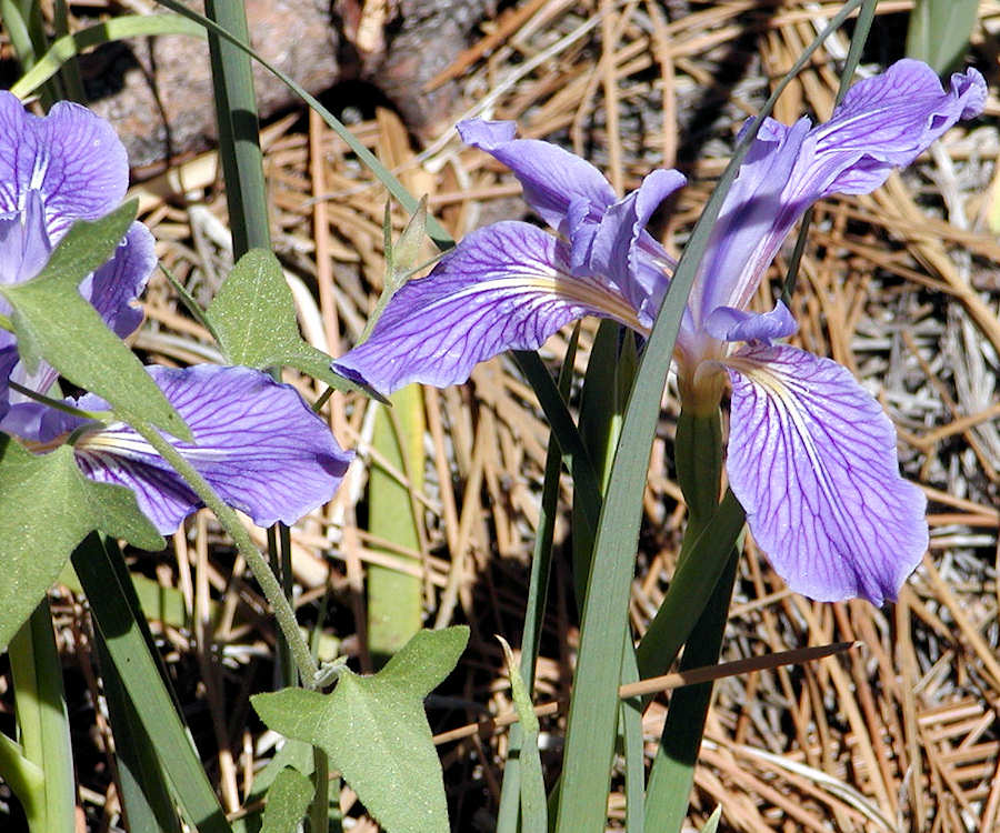 Iris hartwegii australis at Barton Flat, 2006