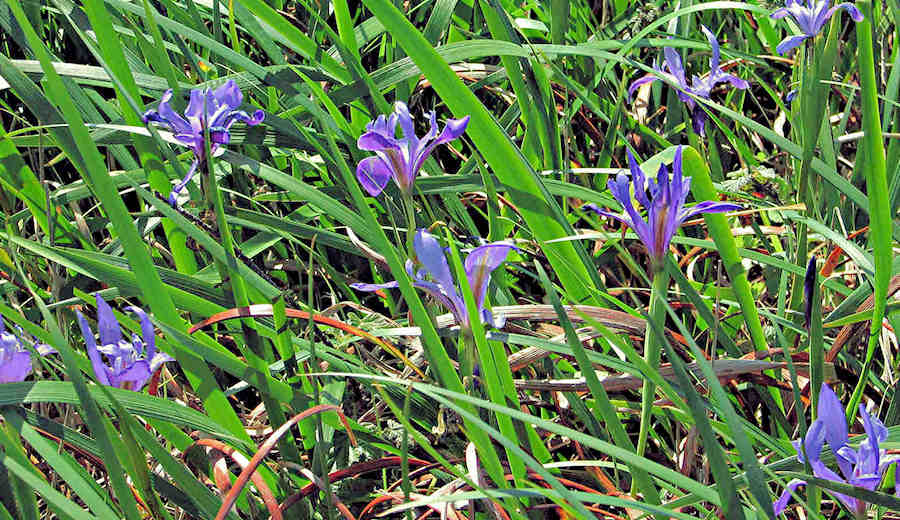 Iris glow like purple jewels