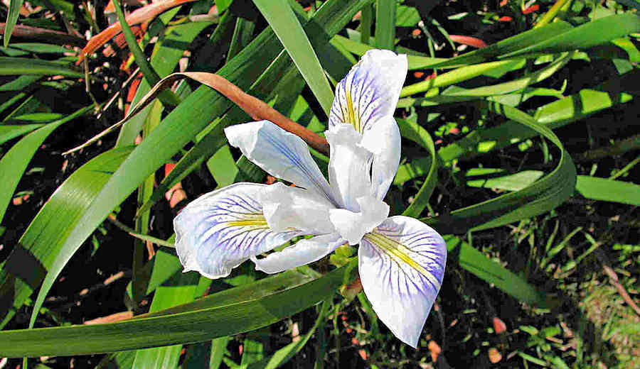 An almost-white Douglas iris flower