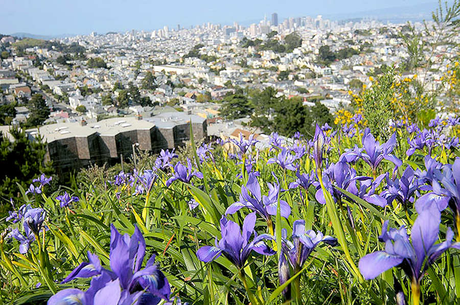 Iris on an undeveloped San Francisco hillside.