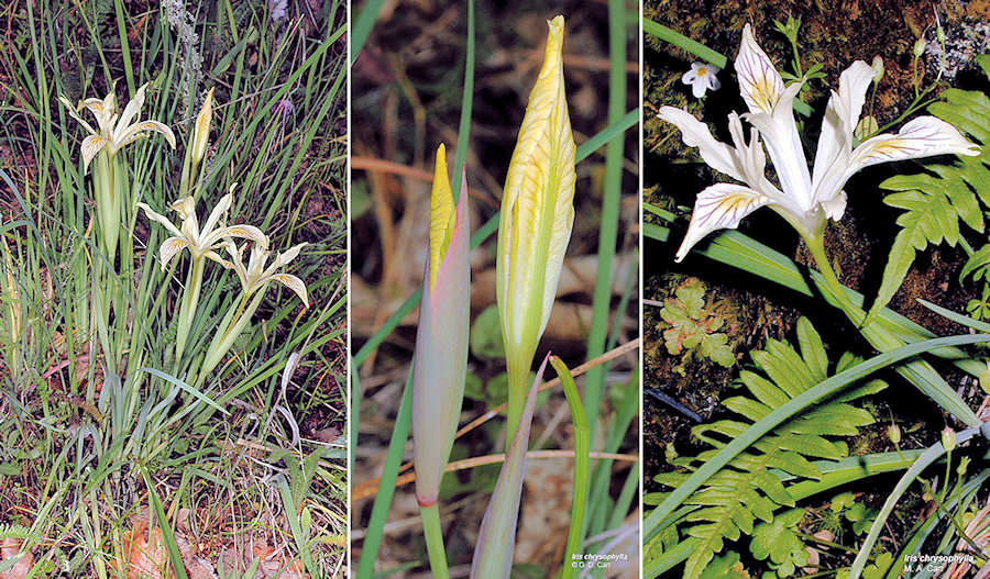 Iris chrysophylla photos from the Oregon Flora Image Project.
