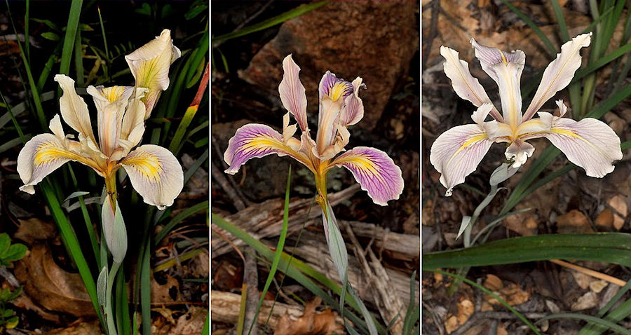 Iris fernaldii x macrosiphon hybrids