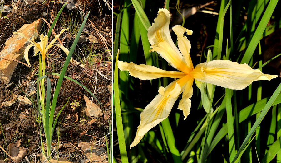 Tuolumne iris, I. hartwegii columbiana by Ron Parsons