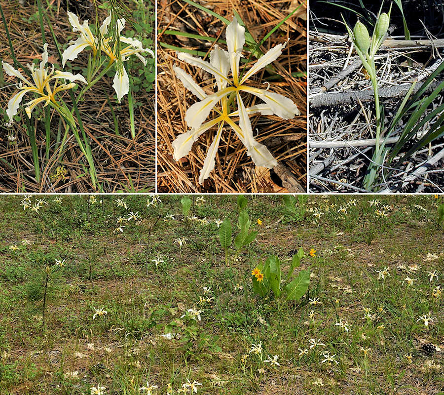 Tuolumne iris, I. hartwegii columbiana by Ron Parsons