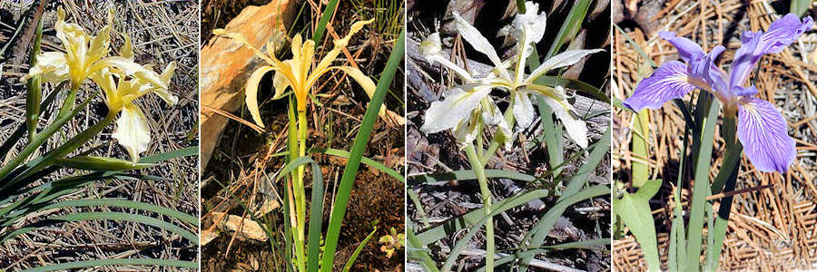 Riggs four sierra iris subspecies