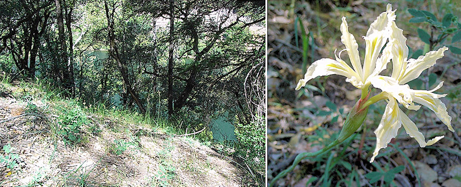 Iris tenuissima purdyiformis along the Feather River.