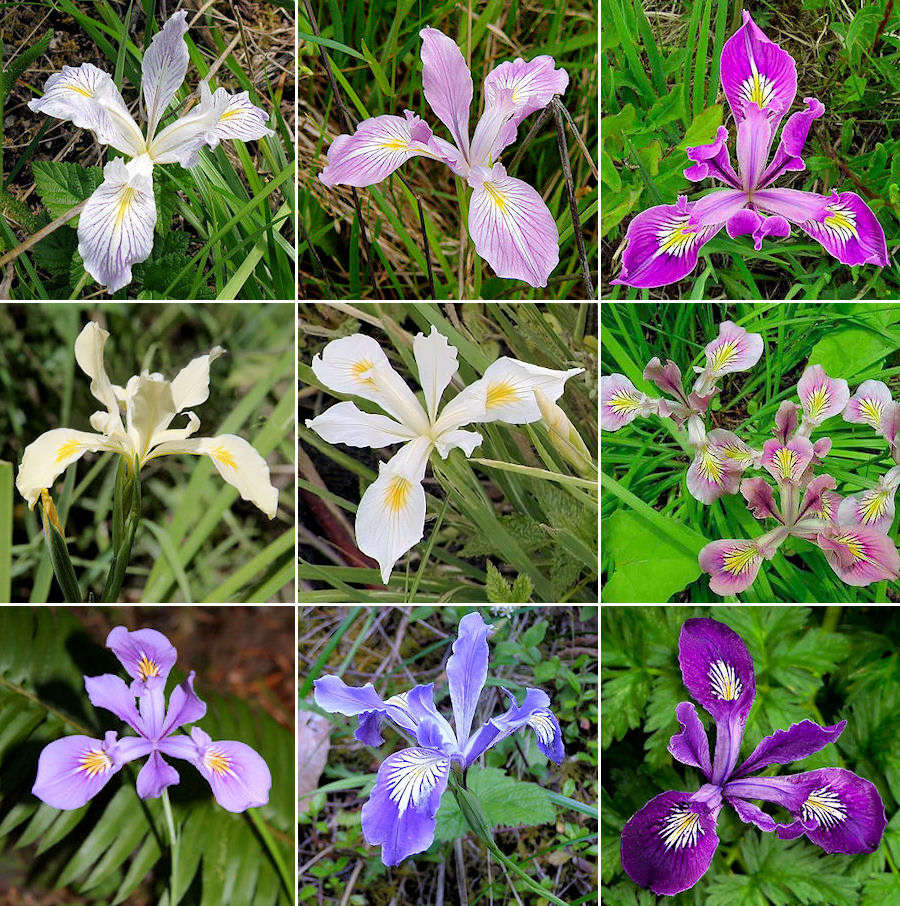Examples of the Oregon Iris' wide color range.