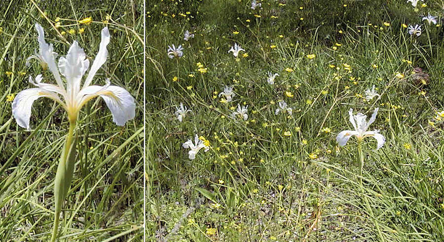 Bowl tube iris near Table Mountain, Butte County