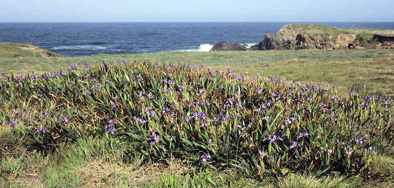 Douglas iris clone