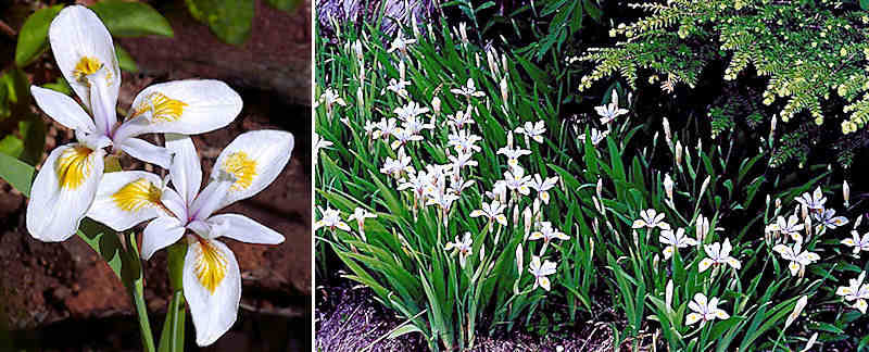 Santa Cruz iris in Quail Hollow Ranch Park