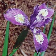 Violet flower with spot