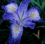 Pacific Coast Iris hybrid from Joy Flint's garden in Victoria, BC. [Photo: Joy Flint]
