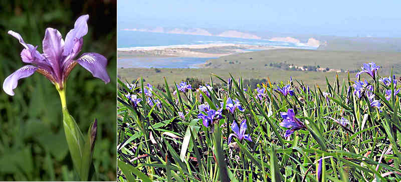 Douglas iris flower and setting