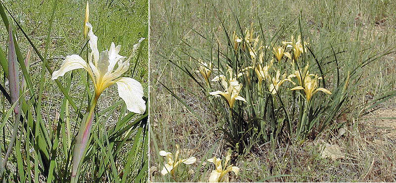 Iris fernaldii flower and plant