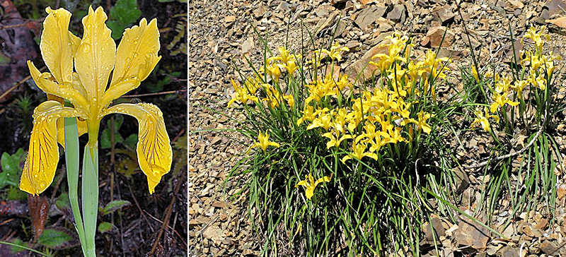Golden iris flower and clump