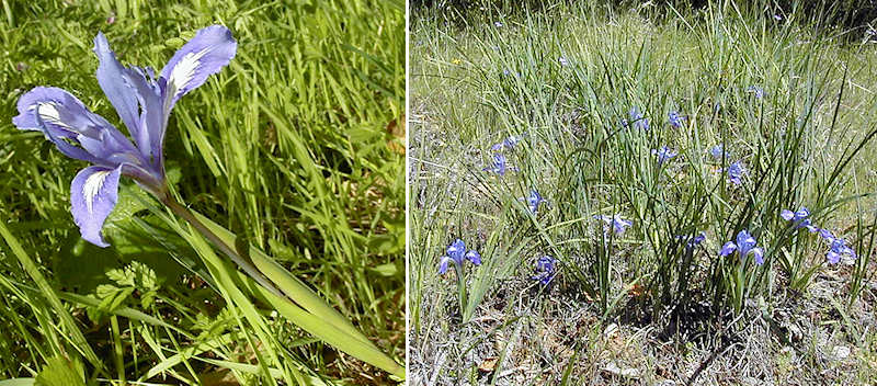 Iris macrosiphon flower and plant