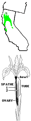 Iris macrosiphon map and flower