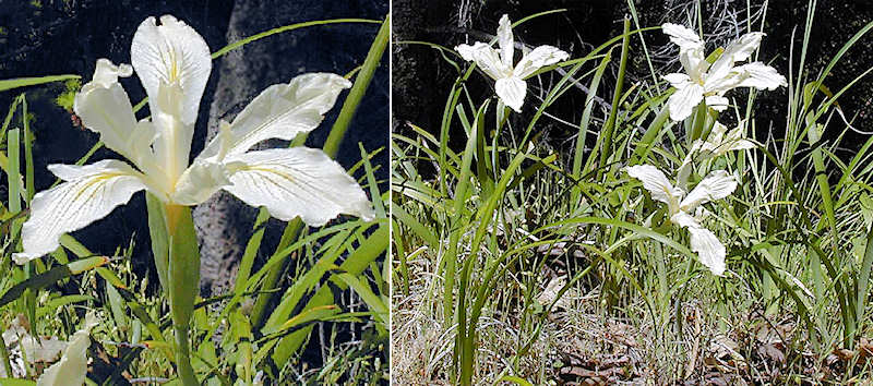 Iris purdyi flower and plant