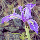 Iris thompsonii