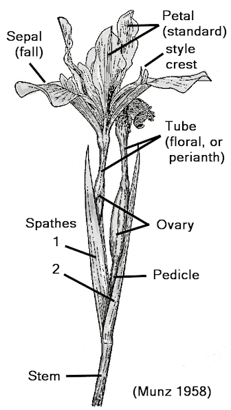 distinguishing flower parts